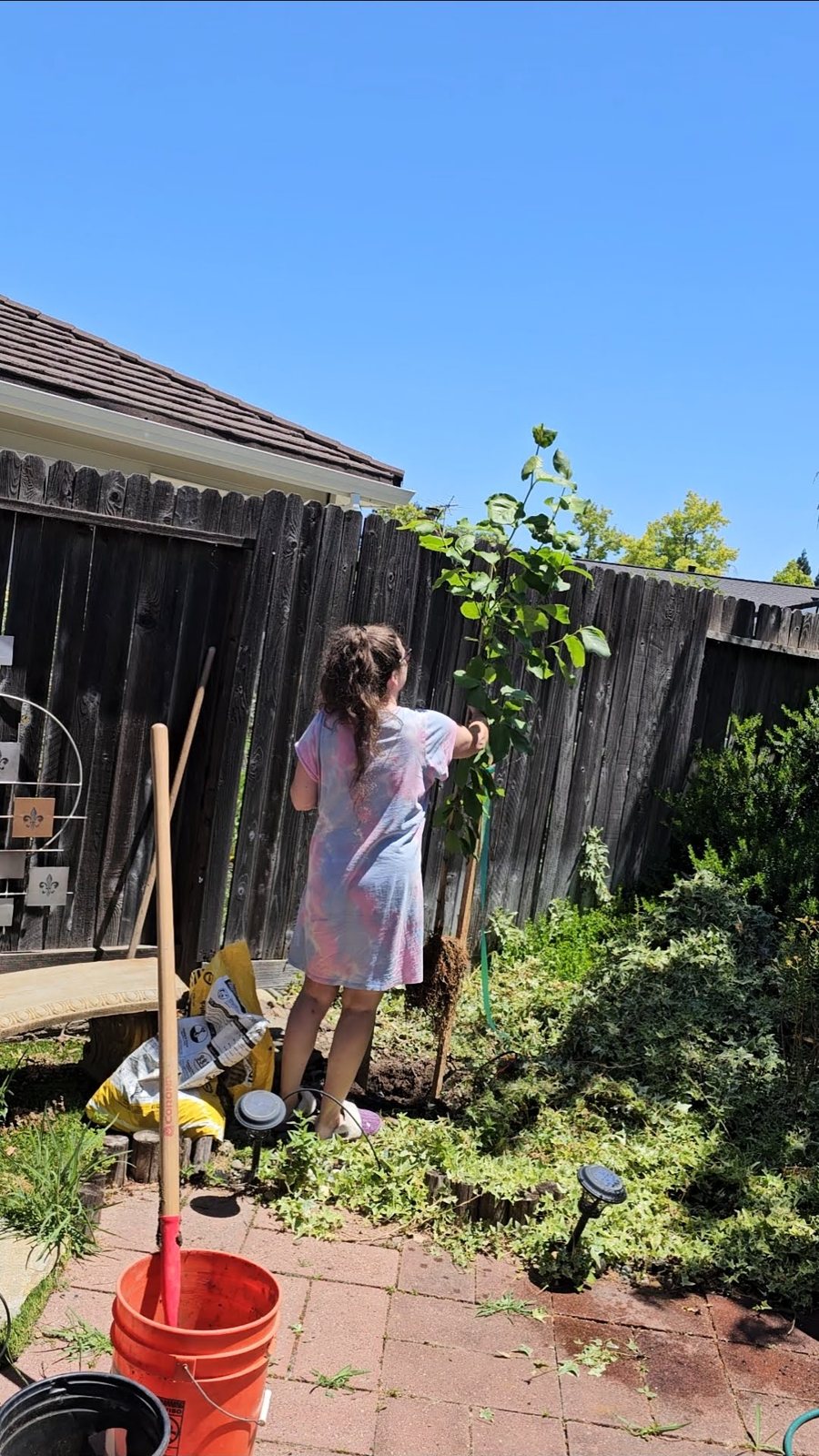 Debbie planting a young saucer magnolia tree in her backyard